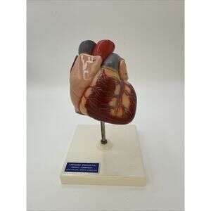 Vintage 3B Scientific Human Heart Model Hand Painted 2 Part Made In West Germany